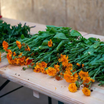 Atelier infuser la nature - Ecole de thé Wittisheim