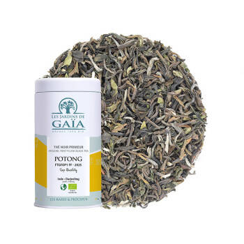 Thé noir primeur d'Inde 2025 - Potong FTGFOP1 FF Top Quality