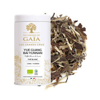 Organic white tea Yue Guang Bai Yunnan - Moon white reflection