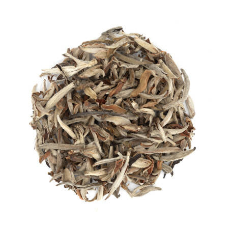 Organic white tea from Vietnam - Fairy Tea Organic white tea from Vietnam - Fairy Tea
