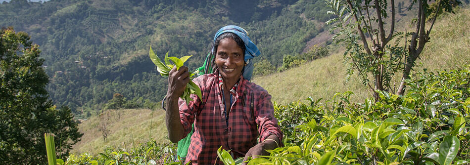 Les thés du Sri Lanka ou thés du Ceylan - Une sélection unique