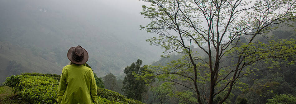 Thé Darjeeling - Une sélection prestige de thés noirs d’Inde
