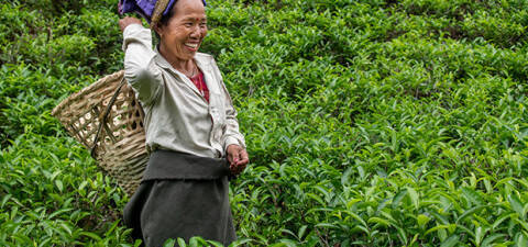Pays Producteur Inde - cueilleuse dans un champ de thé
                            