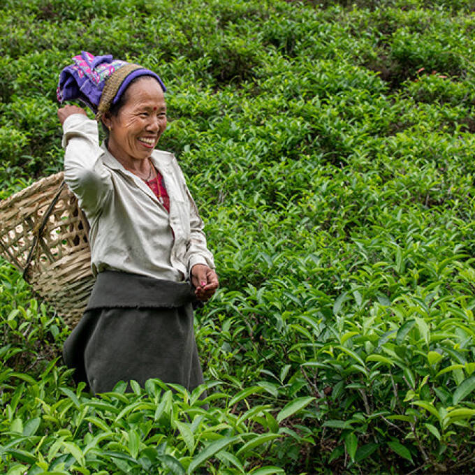 Pays Producteur Inde - cueilleuse dans un champ de thé
			                    