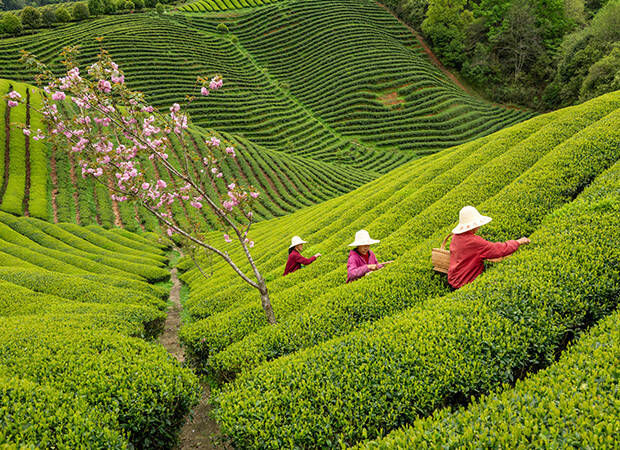Pays Producteur Chine