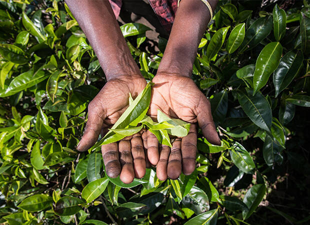 Pays Producteur Sri Lanka