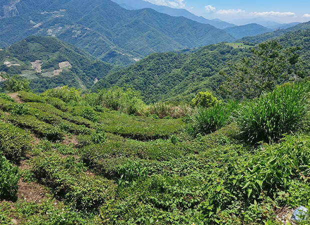 Pays Producteur Taïwan