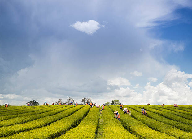 Pays Producteur Nouvelle Zélande