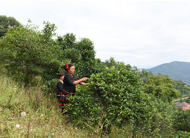 Pays Producteur Laos