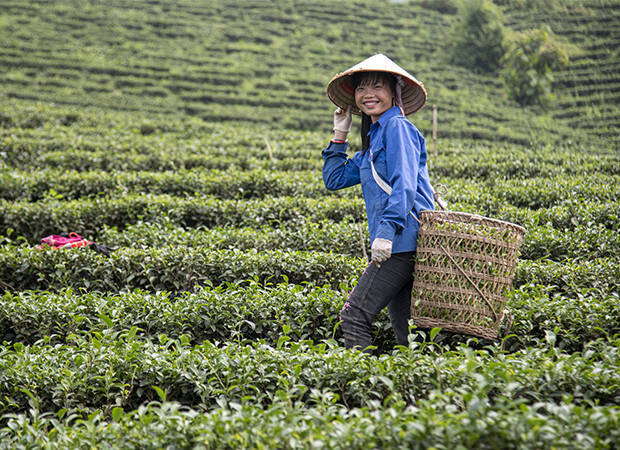 Pays Producteur Vietnam