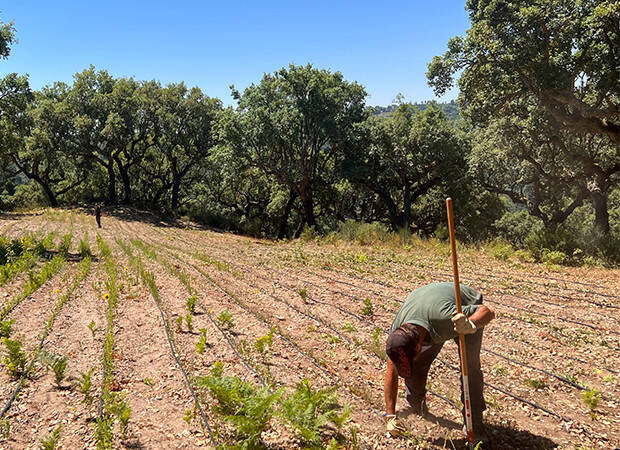 Pays Producteur Portugal