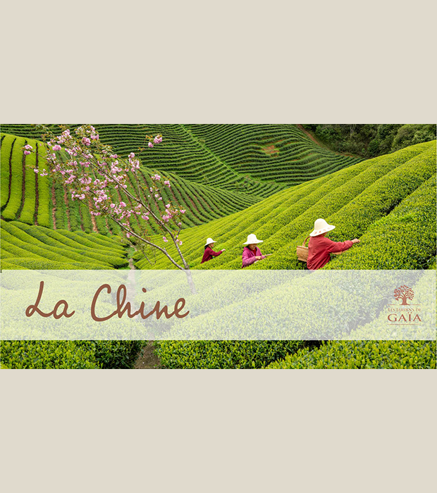Vidéo Voyage en Chine
                                  