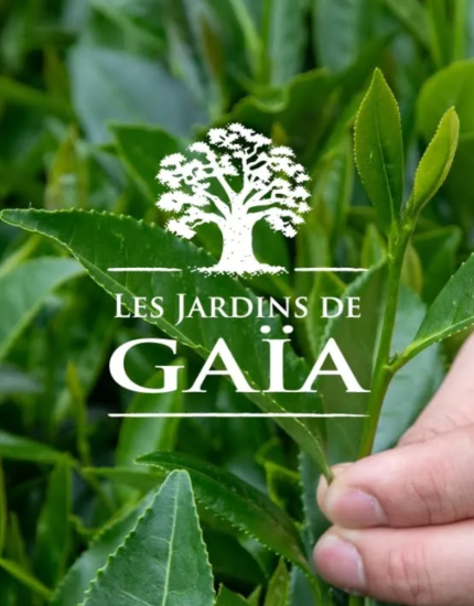 Vidéo - Découvrez la raison d’être des Jardins de Gaïa : Le goût du thé engagé
		                    