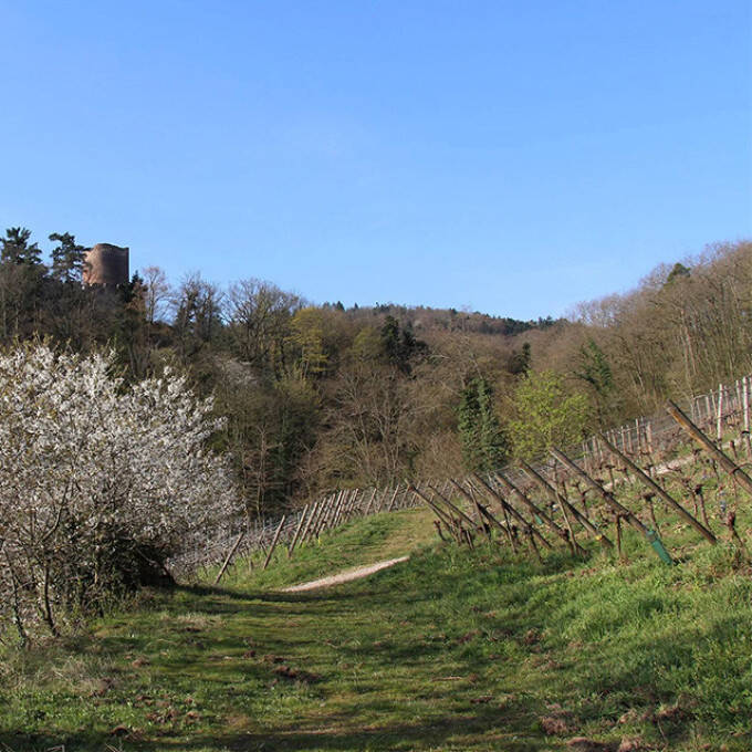 Julien Klein vigneron - Jeu concours ticket d'or B2B
			                    