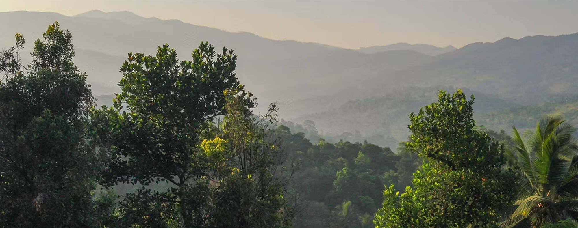 Fonds de dotation des Jardins de Gaia - Bandeau 6
                          