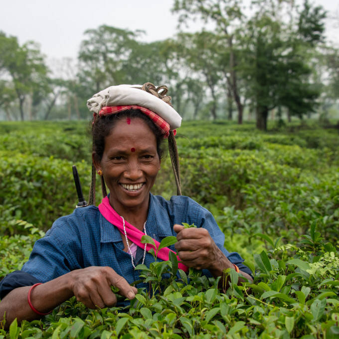 Cueilleuse au Darjeeling - Inde
			                    