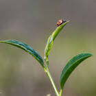 Header blog - Bourgeon de thé au Darjeeling - Inde
			                