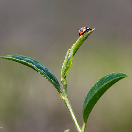 Header blog - Bourgeon de thé au Darjeeling - Inde
			                