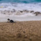 Blog - Sea Shepherd - Header
			                