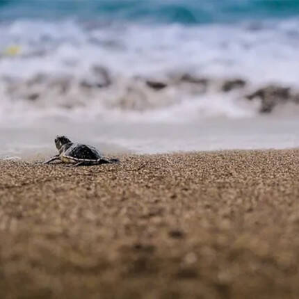 Blog - Sea Shepherd - Header
			                    