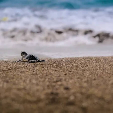 Blog - Sea Shepherd - Header
			                