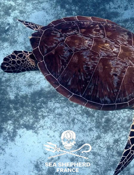 Blog - Sea Shepherd
				                    