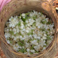 Fleurs de jasmin
