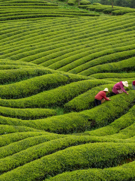 Champ de thé Chine - Image Page Erreur 404