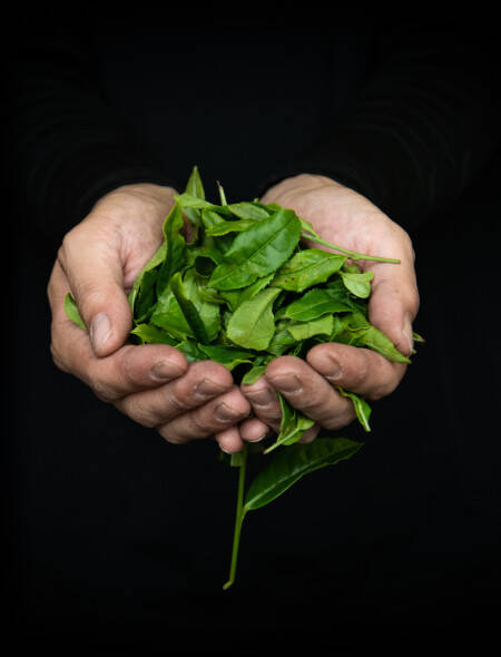 Mains tenant des feuilles de thé
				                    
