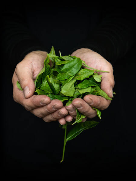 Mains tenant des feuilles de thé
	                    