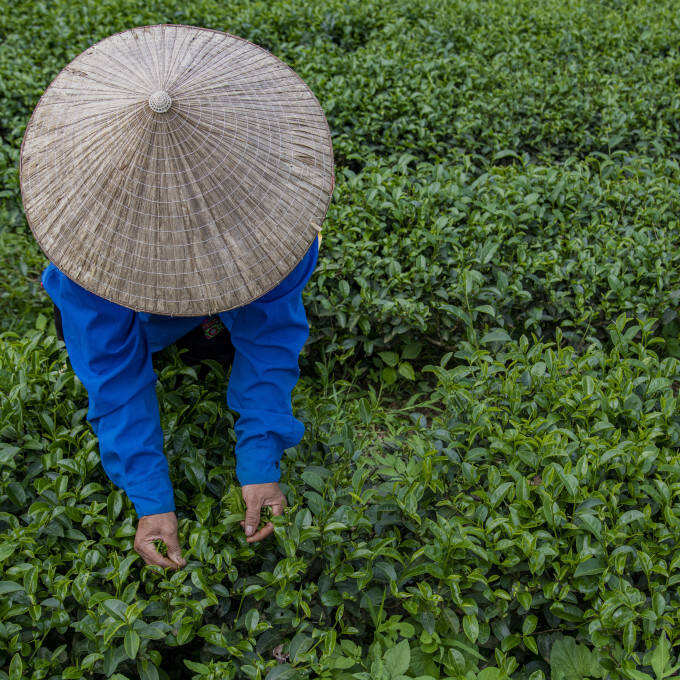 Tea farmer in a tea field