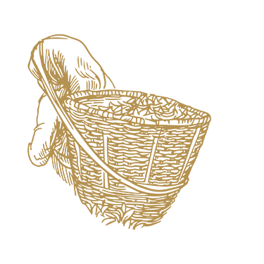 Illustration Thés Grands Crus