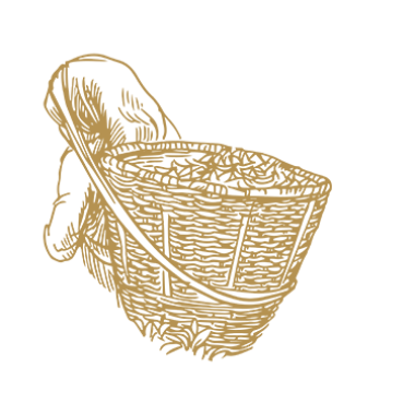 Illustration Thés Grands Crus