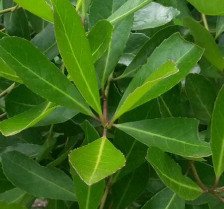 Feuilles de yerba maté
                          