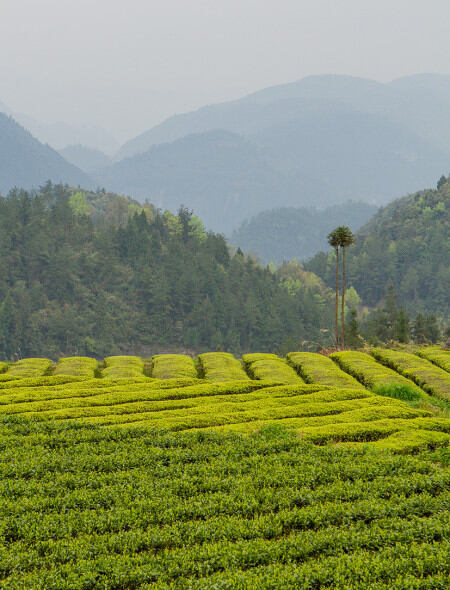 Thés de Taiwan - Paysage champs de thé
				                    