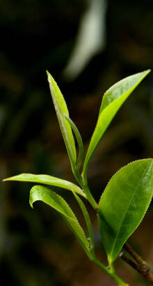 Tea leaves