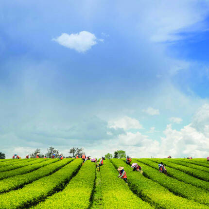 Champs de thé en Nouvelle Zélande
			                    