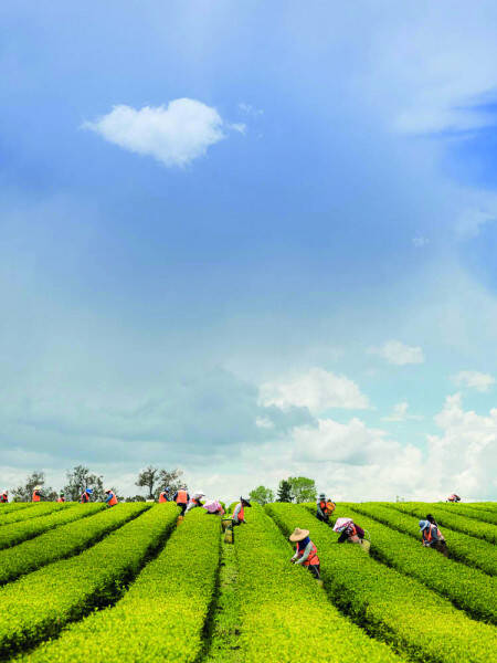 Champs de thé en Nouvelle Zélande
	                    