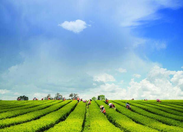 Champs de thé en Nouvelle Zélande
			                        