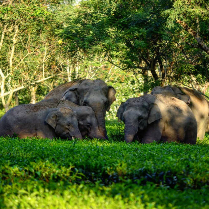 Eléphants dans un champ de thé
			                    