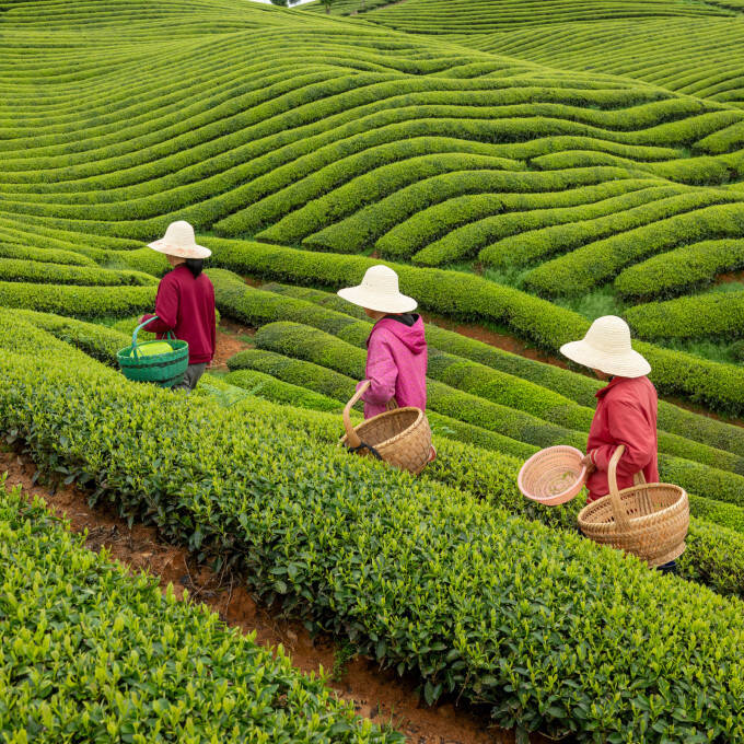 Tea fields China