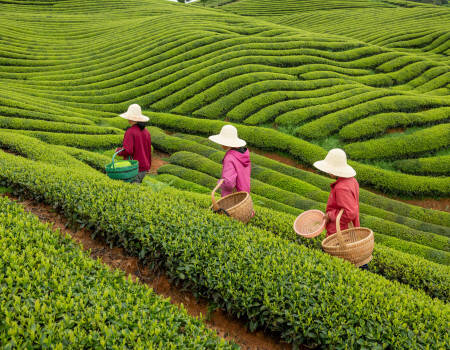 Champs de thé en Chine avec cueilleuses
									