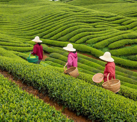 Champs de thé en Chine avec cueilleuses
				                    