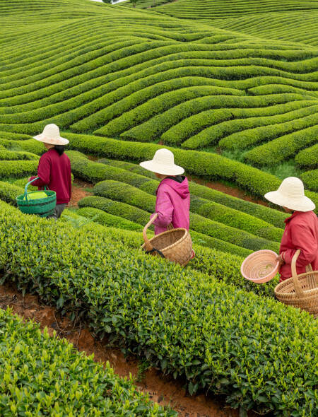 Champs de thé en Chine avec cueilleuses
				                    