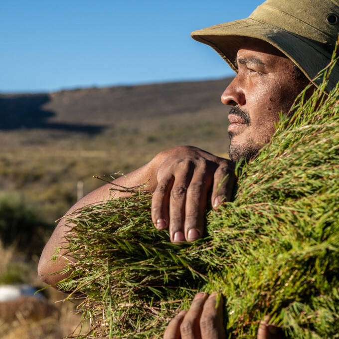 Rooibos harvest South Africa
