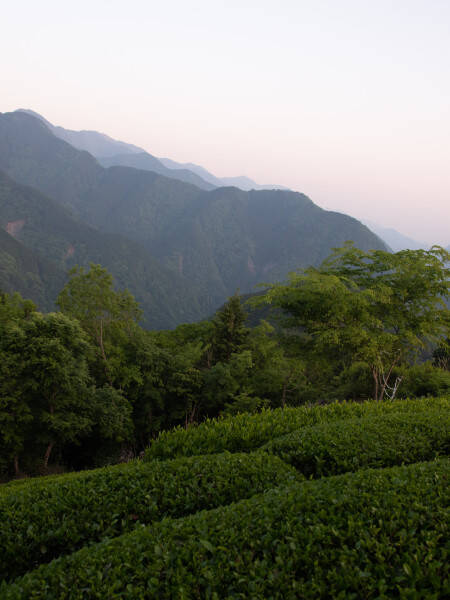 Landscape tea field
