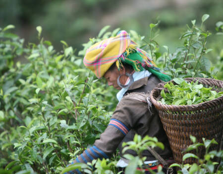 Cueilleuse de thé au Vietnam
									