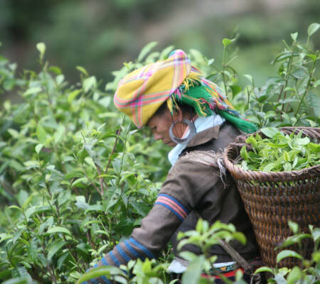Cueilleuse de thé au Vietnam
				                    