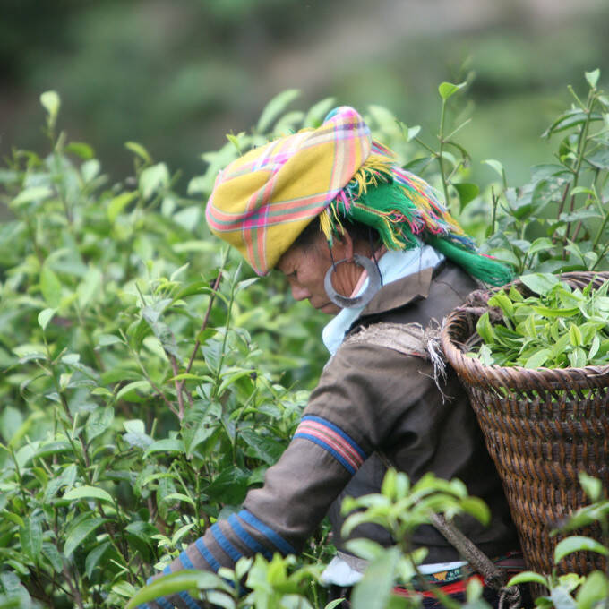 Cueilleuse de thé au Vietnam
			                    