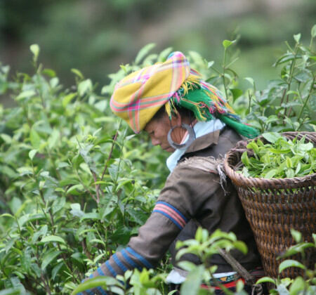 cueilleuse au vietnam
                          